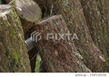 椎茸の原木栽培で並ぶ原木 椎茸の原木栽培で並ぶ原木 139118336