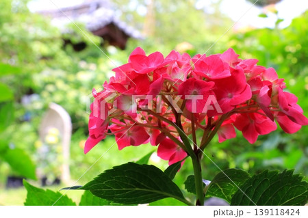 赤い紫陽花 赤い紫陽花 139118424