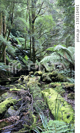 Lush temperate rainforest with moss-covered logs and ferns Lush temperate rainforest with moss-covered logs and ferns 139118491