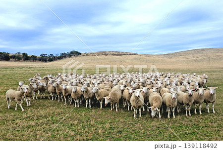 Numerous sheep stand together in a wide open field with rolling hills Numerous sheep stand together in a wide open field with rolling hills 139118492