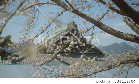 丹鶴城(新宮城)の桜 丹鶴城(新宮城)の桜 139118504