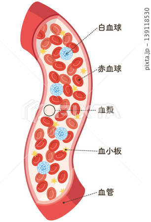 血管を流れる細胞たちタテ（名称あり） 139118530