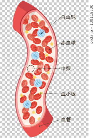 流經血管的細胞（垂直） 139118530