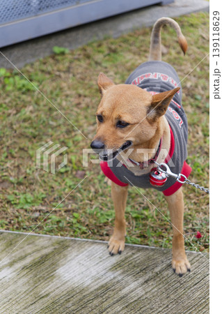 Brown Taiwanese Mixed Breed Dog in Gray Jacket with Collar Bell on Leash 139118629