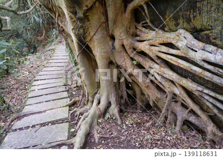 Massive Tree Roots Overgrowing Rocky Cliff Beside Hiking Trail Taiwan Forest 139118631