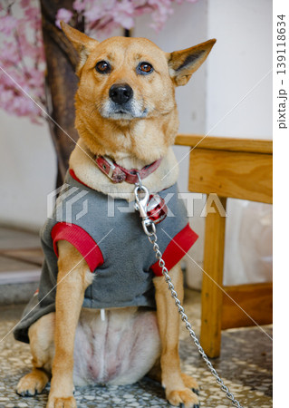 Cute Brown Taiwanese Dog Wearing Gray Jacket Looking Directly at Camera Indoors 139118634