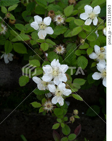 白いクサイチゴの花 白いクサイチゴの花 139118663