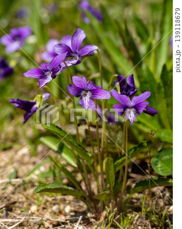 道端に生えるスミレ 139118679