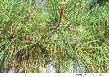 Close-up of green and brown pine needles on a tree branch. Evergreen conifer foliage with sharp needles in natural sunlight. Background of forest greenery and wood texture. Nature background. Close-up of green and brown pine needles on a tree branch. Evergreen conifer foliage with sharp needles in natural sunlight. Background of forest greenery and wood texture. Nature background. 139119022