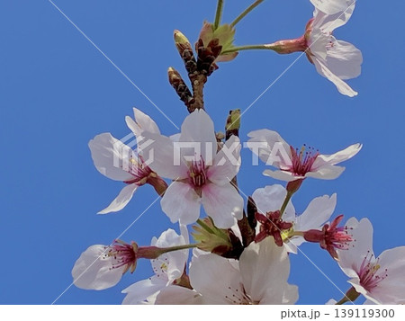 桜の花 139119300
