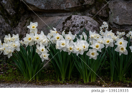 ラッパ水仙の花 ラッパ水仙の花 139119335
