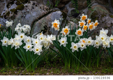 ラッパ水仙の花 ラッパ水仙の花 139119336
