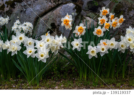 ラッパ水仙の花 ラッパ水仙の花 139119337