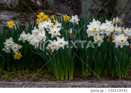 ラッパ水仙の花 ラッパ水仙の花 139119341