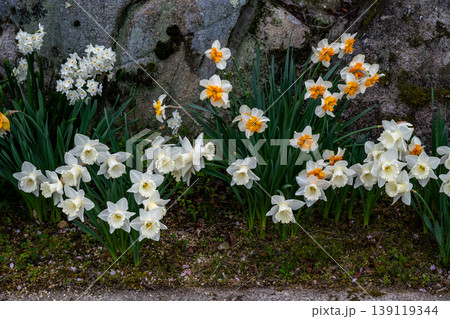 ラッパ水仙の花 ラッパ水仙の花 139119344