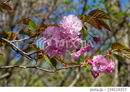 八重桜満開 八重桜満開 139119357