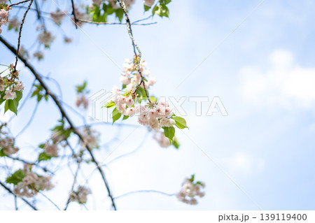 八重桜の花と青い空 八重桜の花と青い空 139119400