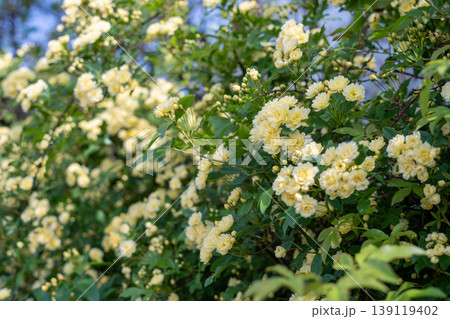 黄色いモッコウバラの花 黄色いモッコウバラの花 139119402
