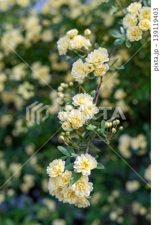黄色の木香薔薇の花 139119403