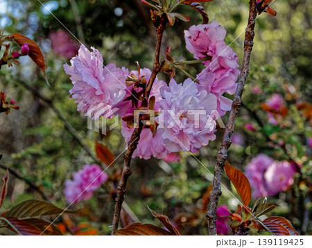 春の風物詩 八重桜の開花 春の風物詩 八重桜の開花 139119425
