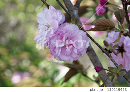 春の風物詩 八重桜の開花 139119428