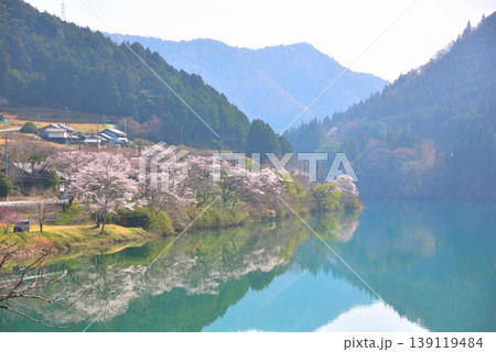《岐阜県》恵那市 笠置峡の桜 《岐阜県》恵那市 笠置峡の桜 139119484