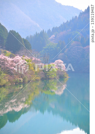 《岐阜県》恵那市　笠置峡の桜 139119487
