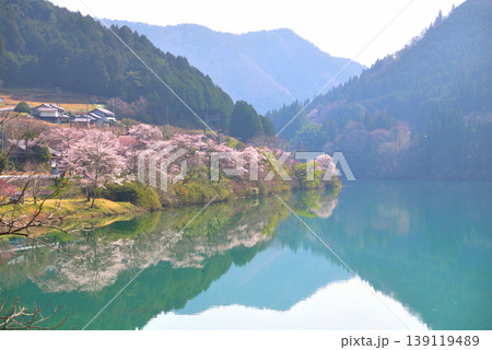 《岐阜県》恵那市　笠置峡の桜 139119489