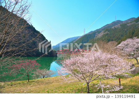 《岐阜県》恵那市　笠置峡の桜 139119491