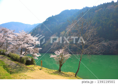《岐阜県》恵那市 笠置峡の桜 《岐阜県》恵那市 笠置峡の桜 139119501
