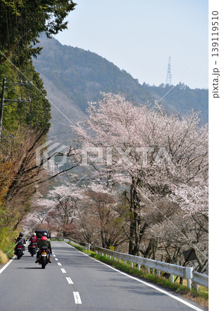 《岐阜県》恵那市 笠置峡の桜 《岐阜県》恵那市 笠置峡の桜 139119510
