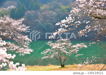《岐阜県》恵那市　笠置峡の桜 139119521