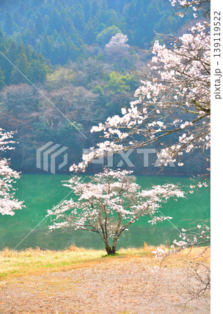 《岐阜県》恵那市　笠置峡の桜 139119522