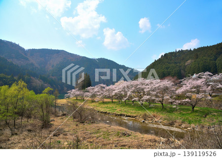 《岐阜県》恵那市 笠置峡の桜 《岐阜県》恵那市 笠置峡の桜 139119526