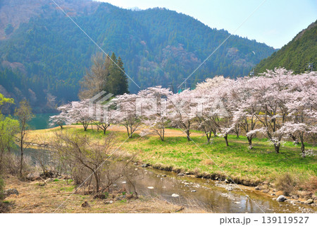 《岐阜県》恵那市 笠置峡の桜 《岐阜県》恵那市 笠置峡の桜 139119527
