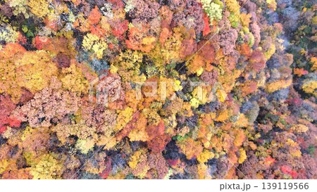 紅葉した森の真俯瞰空撮写真│秋のテクスチャ素材 139119566