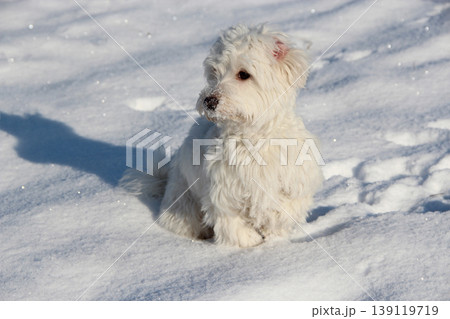 Cute Maltipoo dog playing outdoors in winter. Maltipoo dog sitting on the snow Cute Maltipoo dog playing outdoors in winter. Maltipoo dog sitting on the snow 139119719