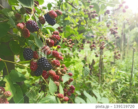 Blackberry raspberry growing on bush in garden. Ripe blackberries on branch Blackberry raspberry growing on bush in garden. Ripe blackberries on branch 139119720