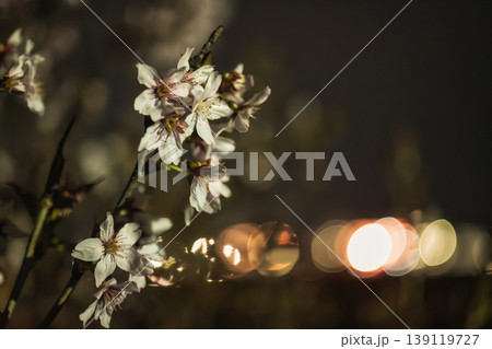 夜の闇に浮かび上がる白い梅の花と都会の街明かりが作る幻想的な玉ボケ 夜の闇に浮かび上がる白い梅の花と都会の街明かりが作る幻想的な玉ボケ 139119727