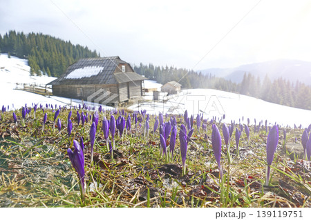 Spring flowers in garden. Crocuses growing near house. First spring flowers Spring flowers in garden. Crocuses growing near house. First spring flowers 139119751