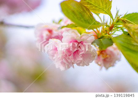 八重の桜の花 139119845