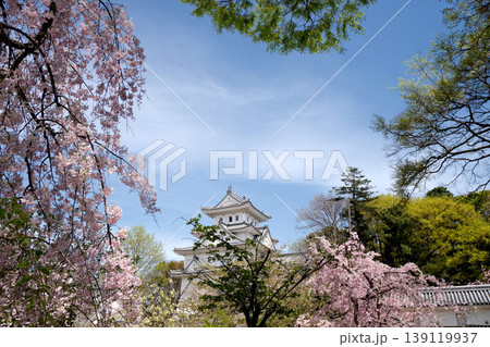 岐阜県大垣市_大垣城2_2025年4月 岐阜県大垣市_大垣城2_2025年4月 139119937
