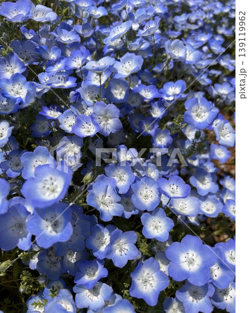 ネモフィラ 花畑 ネモフィラ 花畑 139119962
