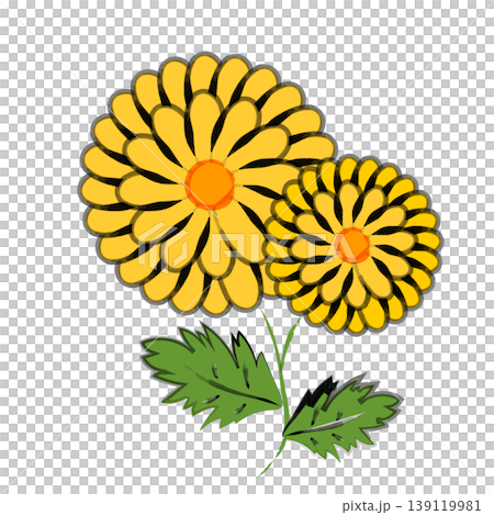 A simple, Japanese-style illustration of a chrysanthemum flower drawn with a brush. A simple, Japanese-style illustration of a chrysanthemum flower drawn with a brush. 139119981