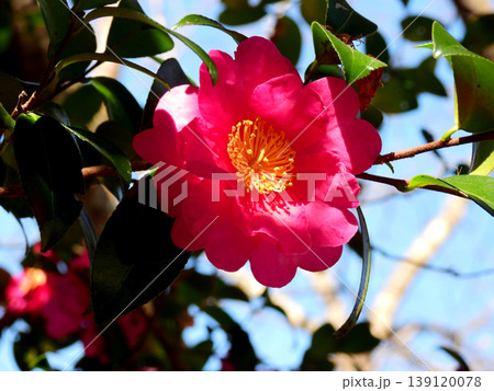 冬の日差しを浴びて咲くサザンカの花 139120078