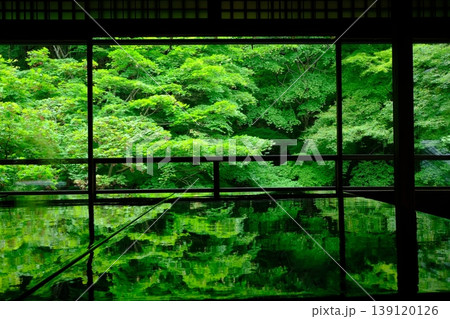 青もみじと書院の風景 青もみじと書院の風景 139120126