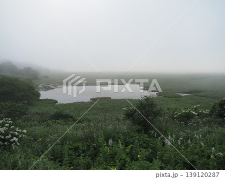 8月上旬の八島湿原(長野県諏訪市・下諏訪町) 8月上旬の八島湿原(長野県諏訪市・下諏訪町) 139120287