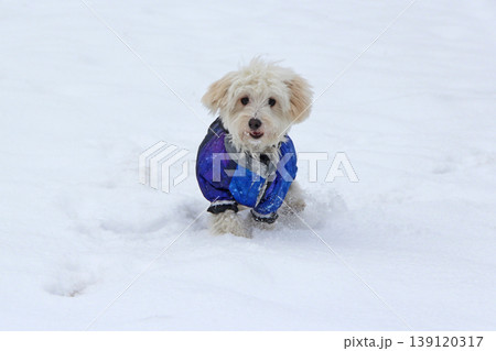Cute Maltipoo dog playing outdoors in winter. Maltipoo dog sitting on the snow Cute Maltipoo dog playing outdoors in winter. Maltipoo dog sitting on the snow 139120317