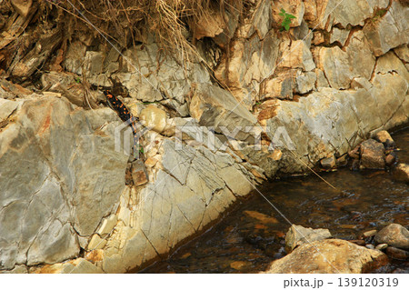 Salamandra salamandra living near of mountains river. Wild animal 139120319