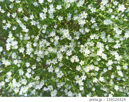 Grass-leaved stitchwort blossoming on the forest glade. Tender flowers Grass-leaved stitchwort blossoming on the forest glade. Tender flowers 139120324
